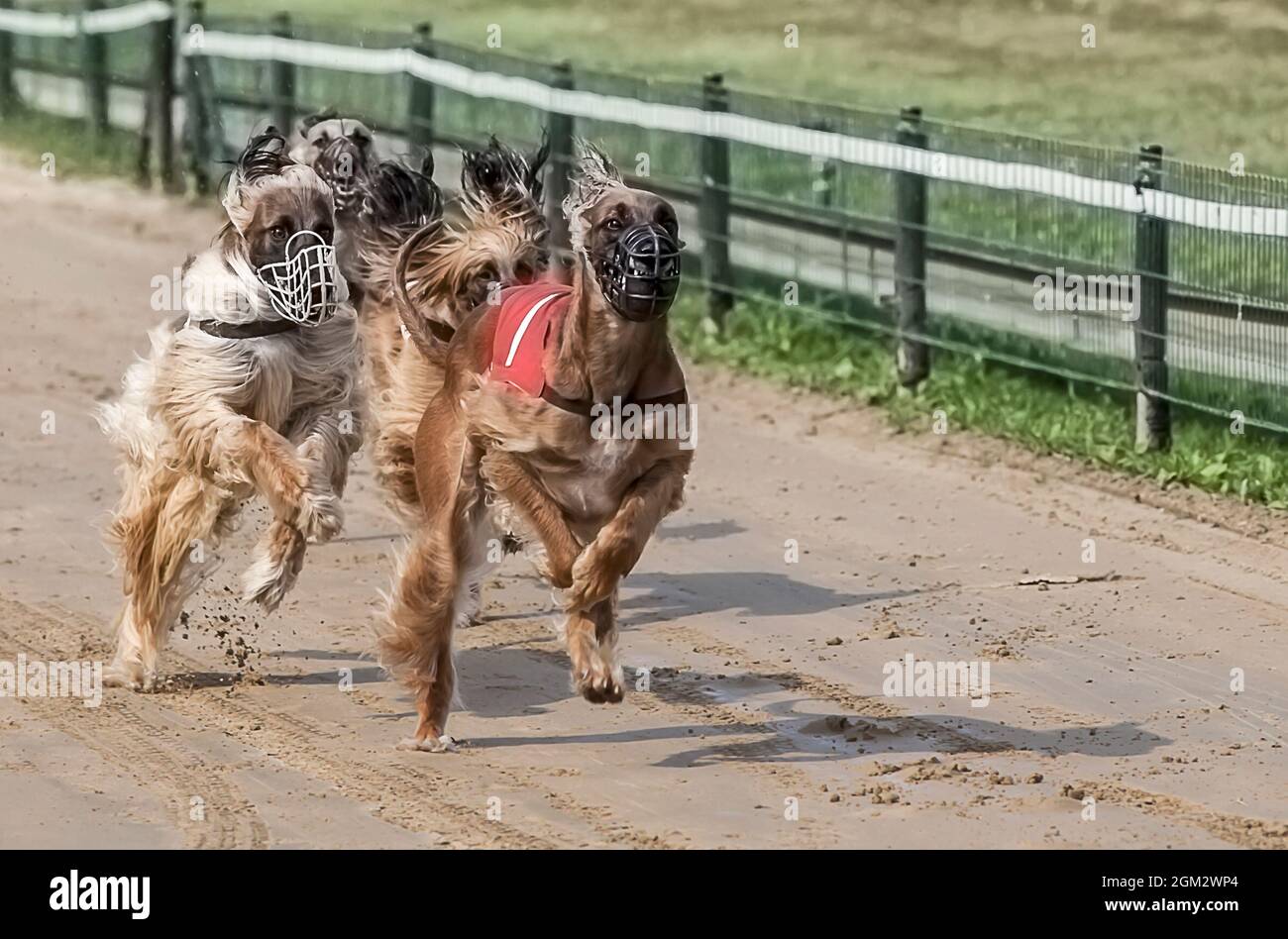 Group of dogs with muzzles running outdoors Stock Photo Alamy