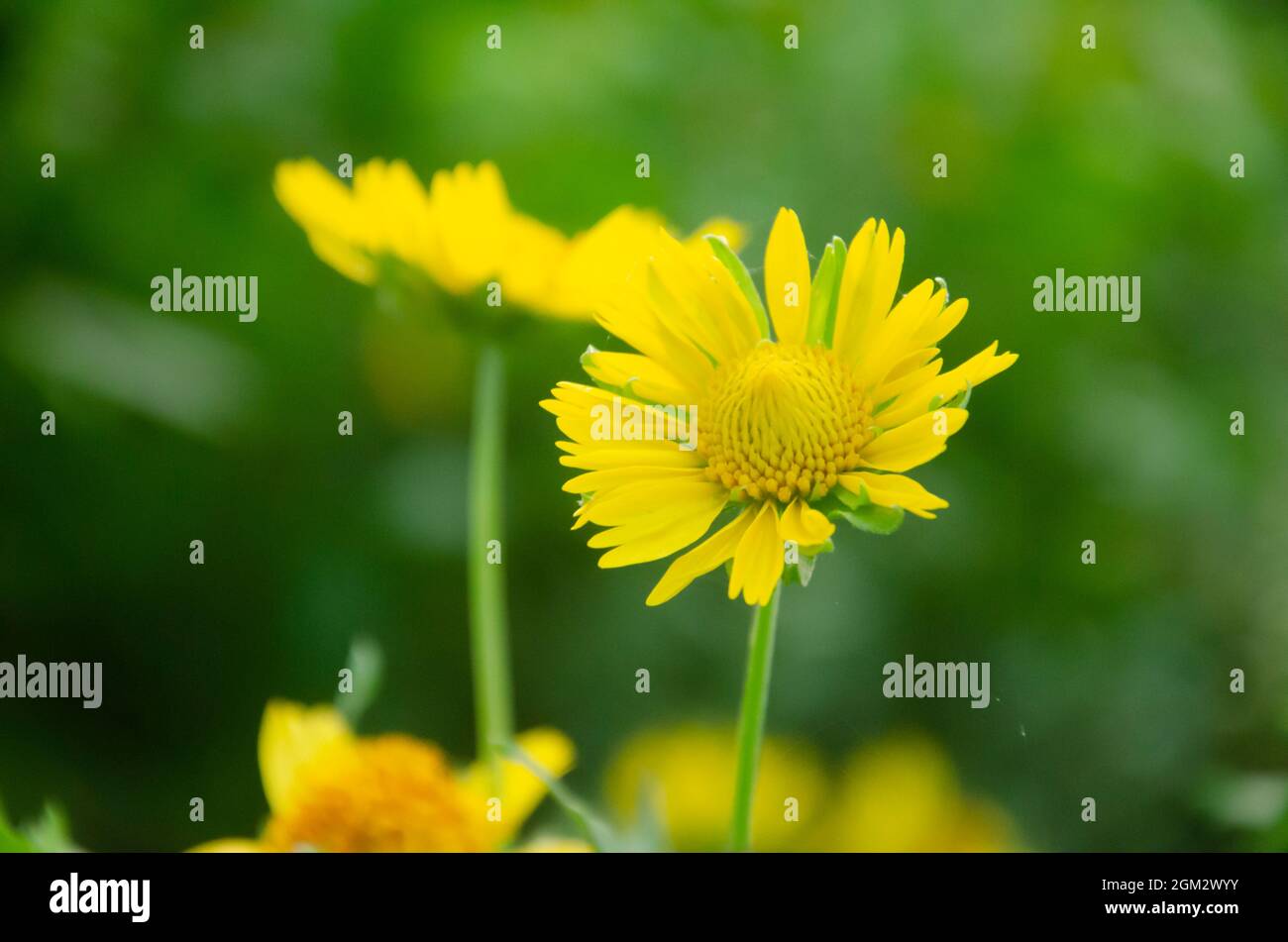 Selective focus on beautiful yellow SUN FLOWER flowers with buds and green leaves isolated with blur background in morning sunlight in the park. Stock Photo