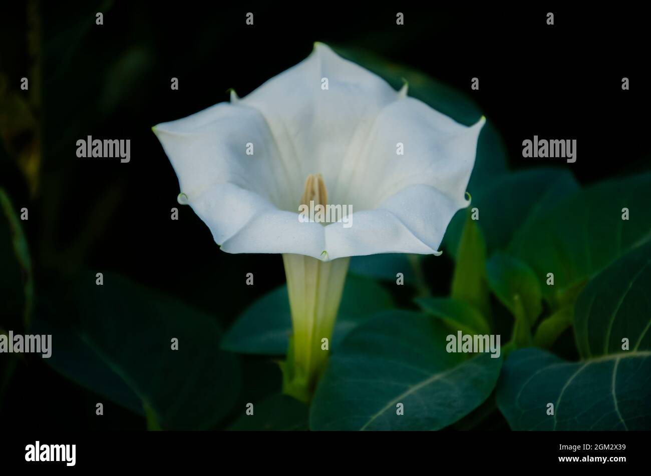 Selective focus on beautiful ANGEL'S TRUMPET OR DATURA PLANT plant with flower and leaves isolated with blur background in morning sunlight in the par Stock Photo