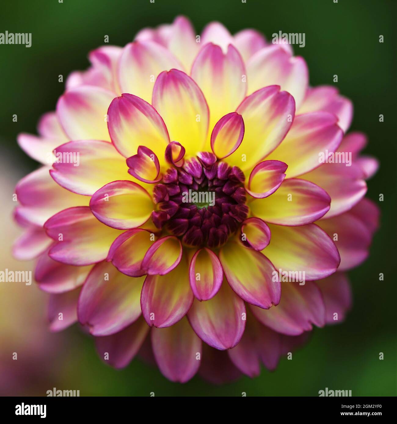 Asterales - Yellow And Pink Edged Dahlia Stock Photo