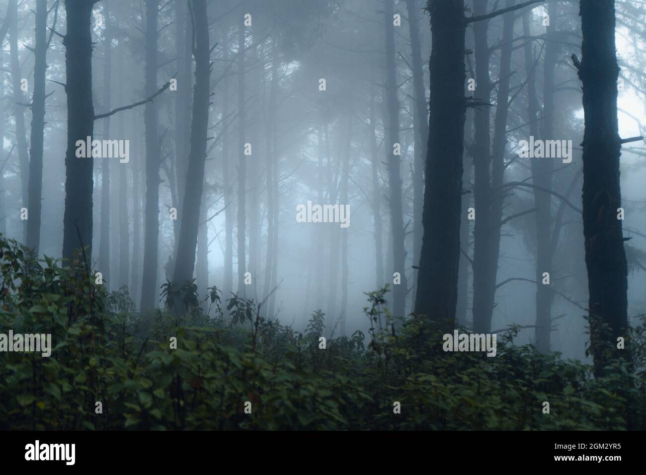 forest pine in asia,Road into the forest on a foggy day Stock Photo - Alamy