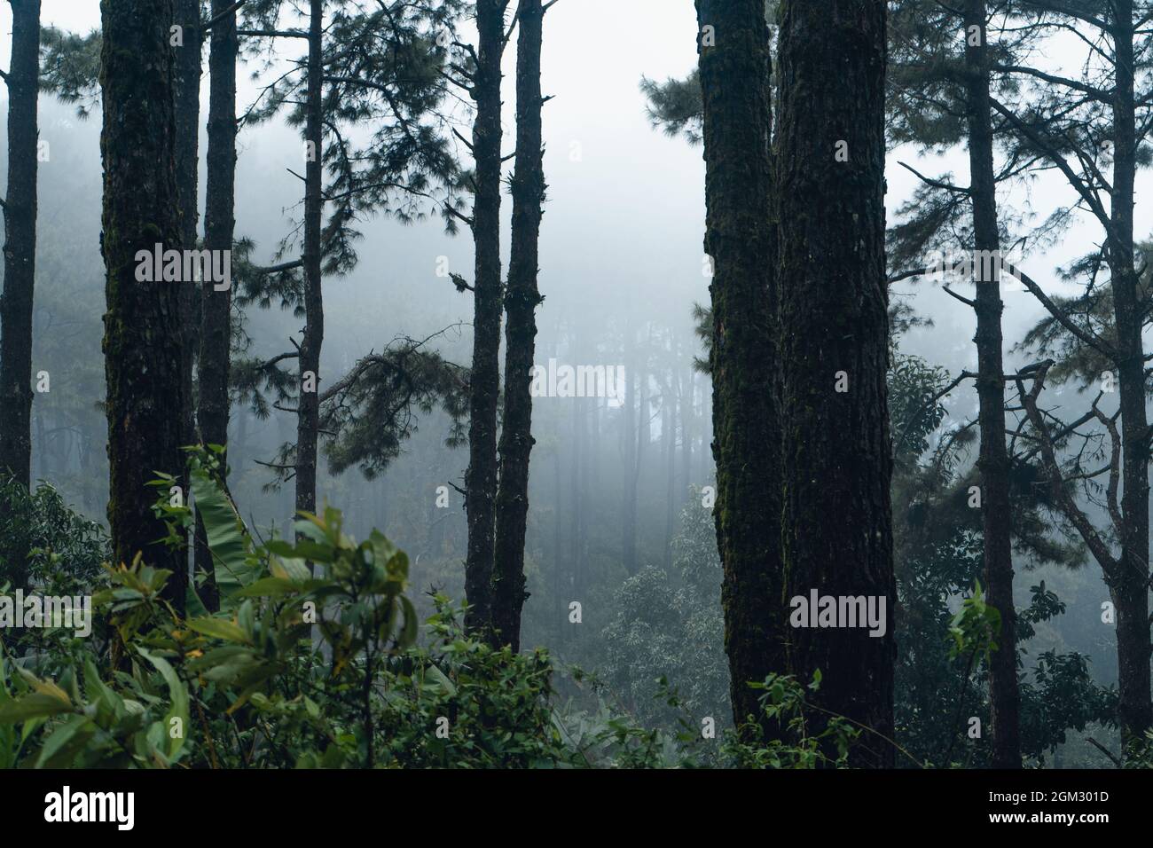 forest pine in asia,Road into the forest on a foggy day Stock Photo - Alamy