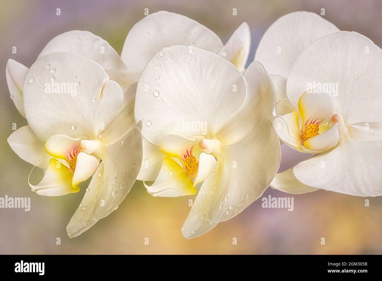 Delicate clusters white flowers hi-res stock photography and images - Alamy