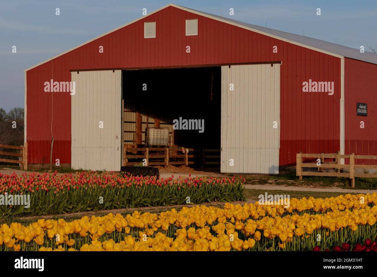 Tulips and red barn Stock Photo