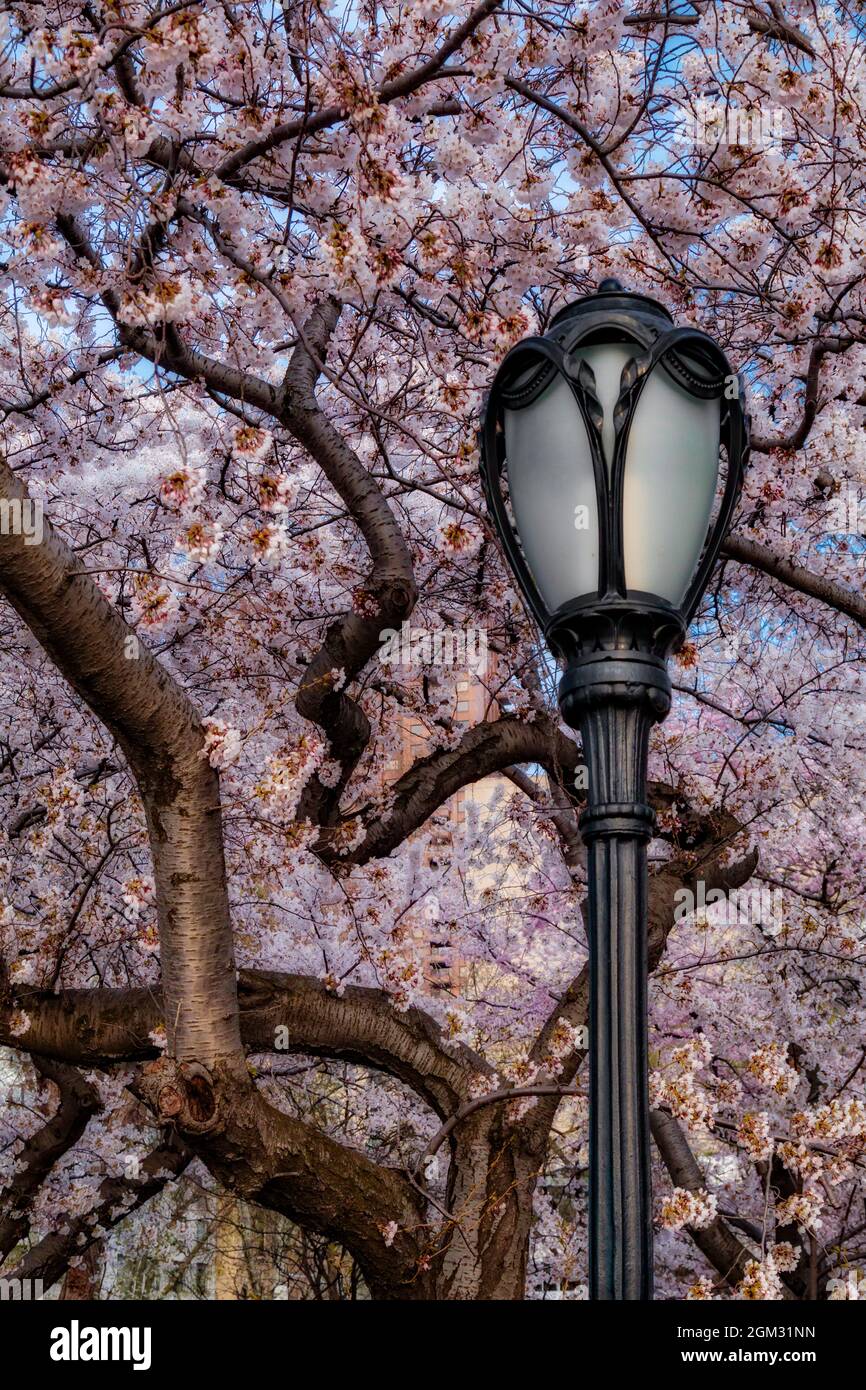 Cherry Blossoms At Central Park NYC Cherry Blossom Trees in full