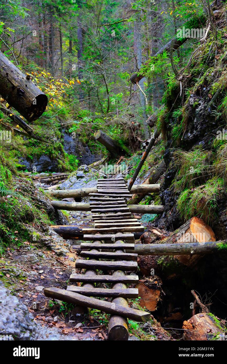 wooden steps of stairs in a gorge in a mountain forest. Take it in Slovakia mountains Stock Photo