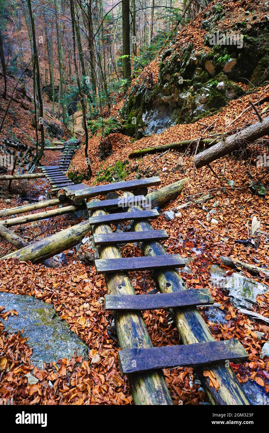wooden steps in gorge in autumn mountain forest. Take it in Slovakia Tatra mountains Stock Photo
