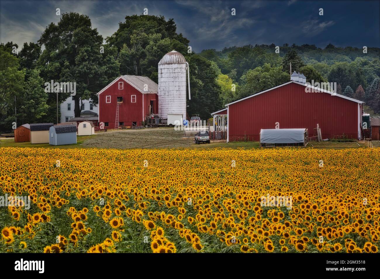 Sunflower Farm NJ Sunflower (Helianthus annuus) field in a New Jersey
