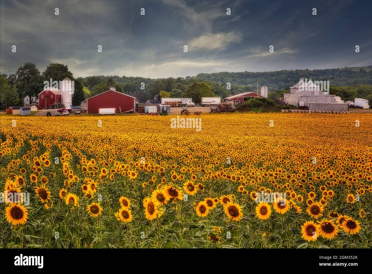 NJ Sunflower Farm Sunflower (Helianthus annuus) field in a New Jersey