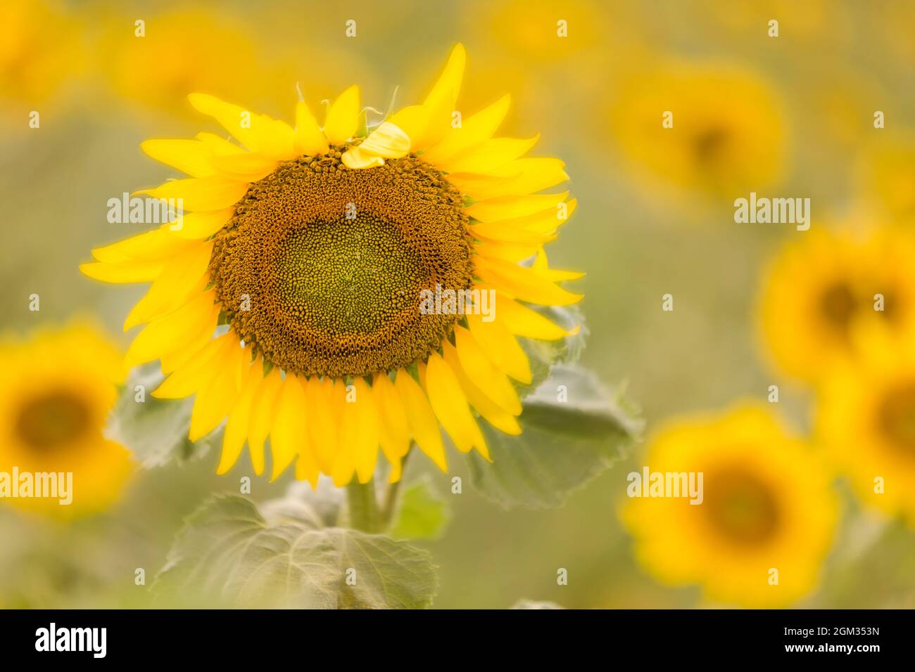 Filed of Sunflowers Sunflower (Helianthus annuus) field in a New Jersey country farm with a