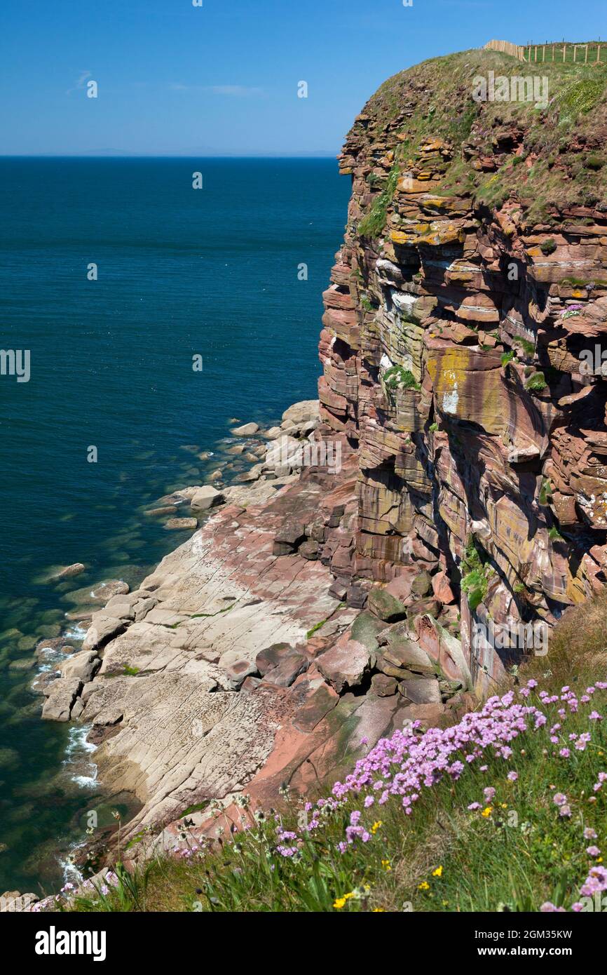 St Bees Head, RSPB reserve with largest summer seabird colony in north-west England, near Whitehaven, Cumbria, UK, Stock Photo