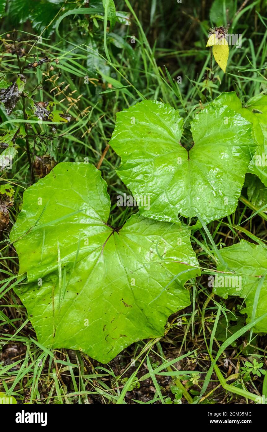 Tussilago farfara, known as coltsfoot, green plant of the groundsel tribe with large wide leaves growing on the forest ground in Germany, Europe Stock Photo