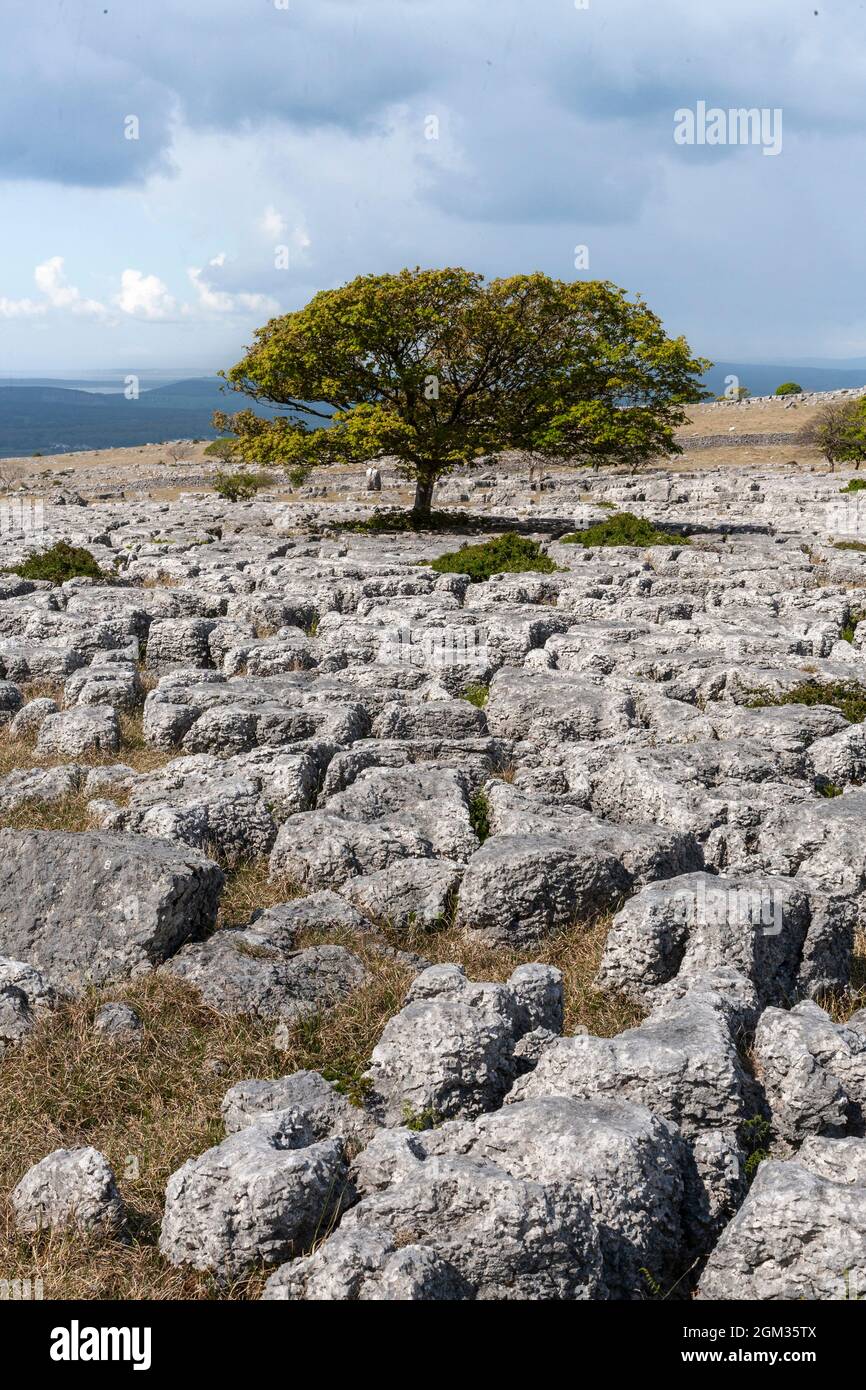 Limestone pavements, Newbiggin Crags, Cumbria, UK Stock Photo - Alamy