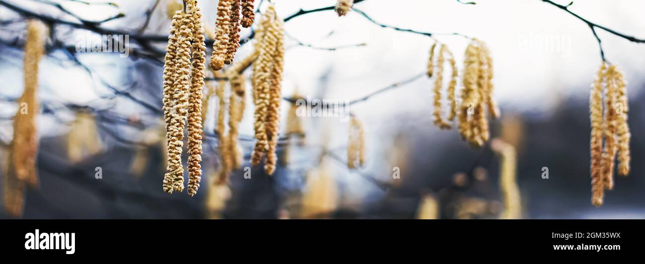 Cold Weather In Spring Nature background in early spring or autumn, cold weather in botanical ...