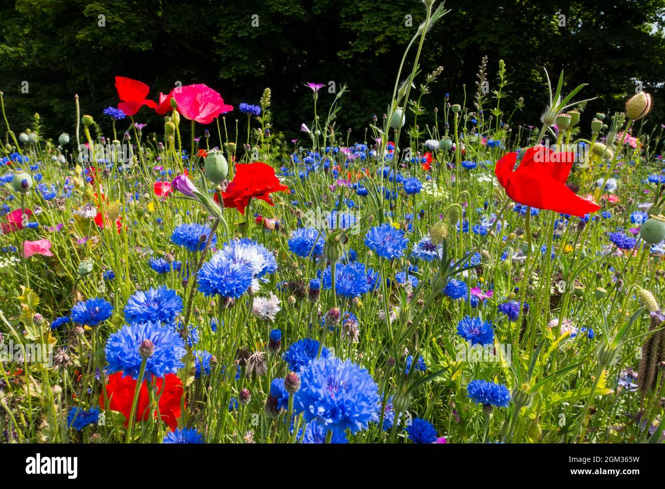 Planted wildflower patch in Ardgillan Castle park, north county Dublin Ireland Stock Photo