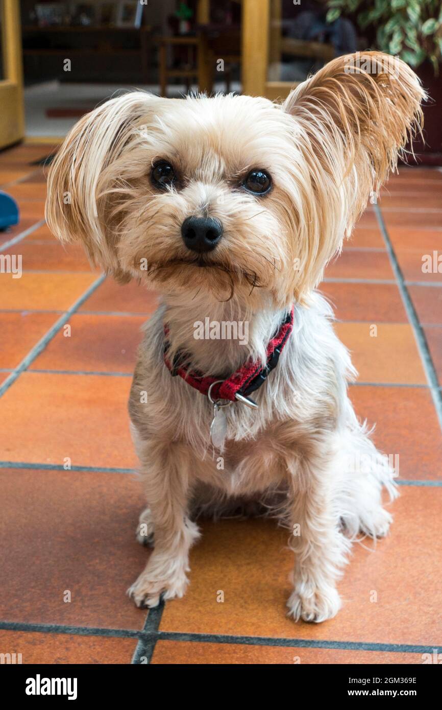 Three year old Yorkshire Terrier Stock Photo