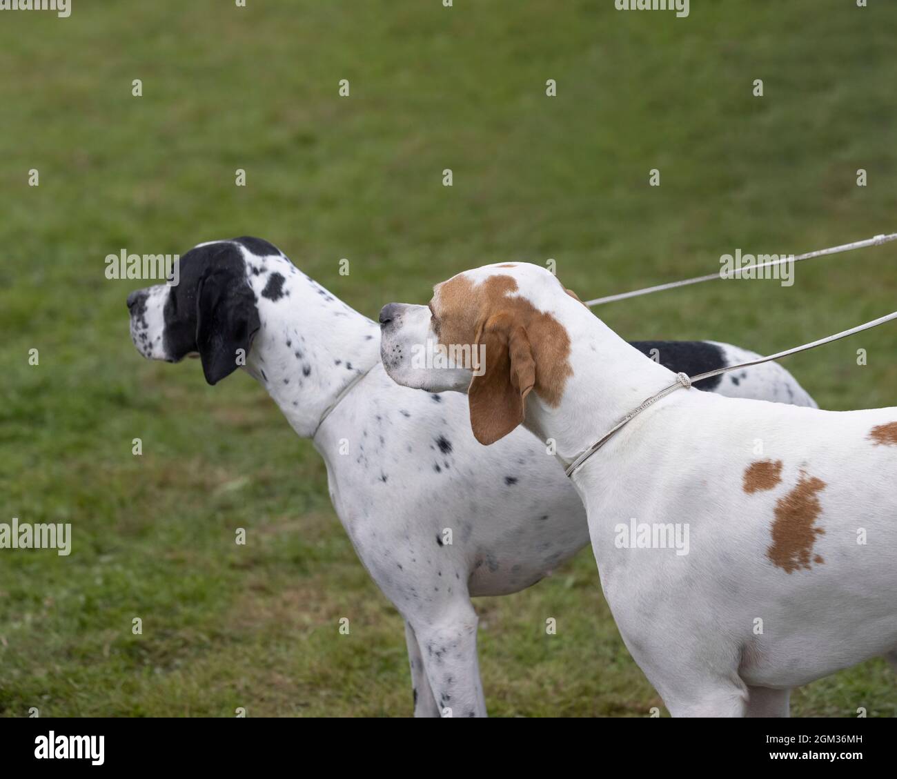 A pair of English Pointer gundogs Stock Photo