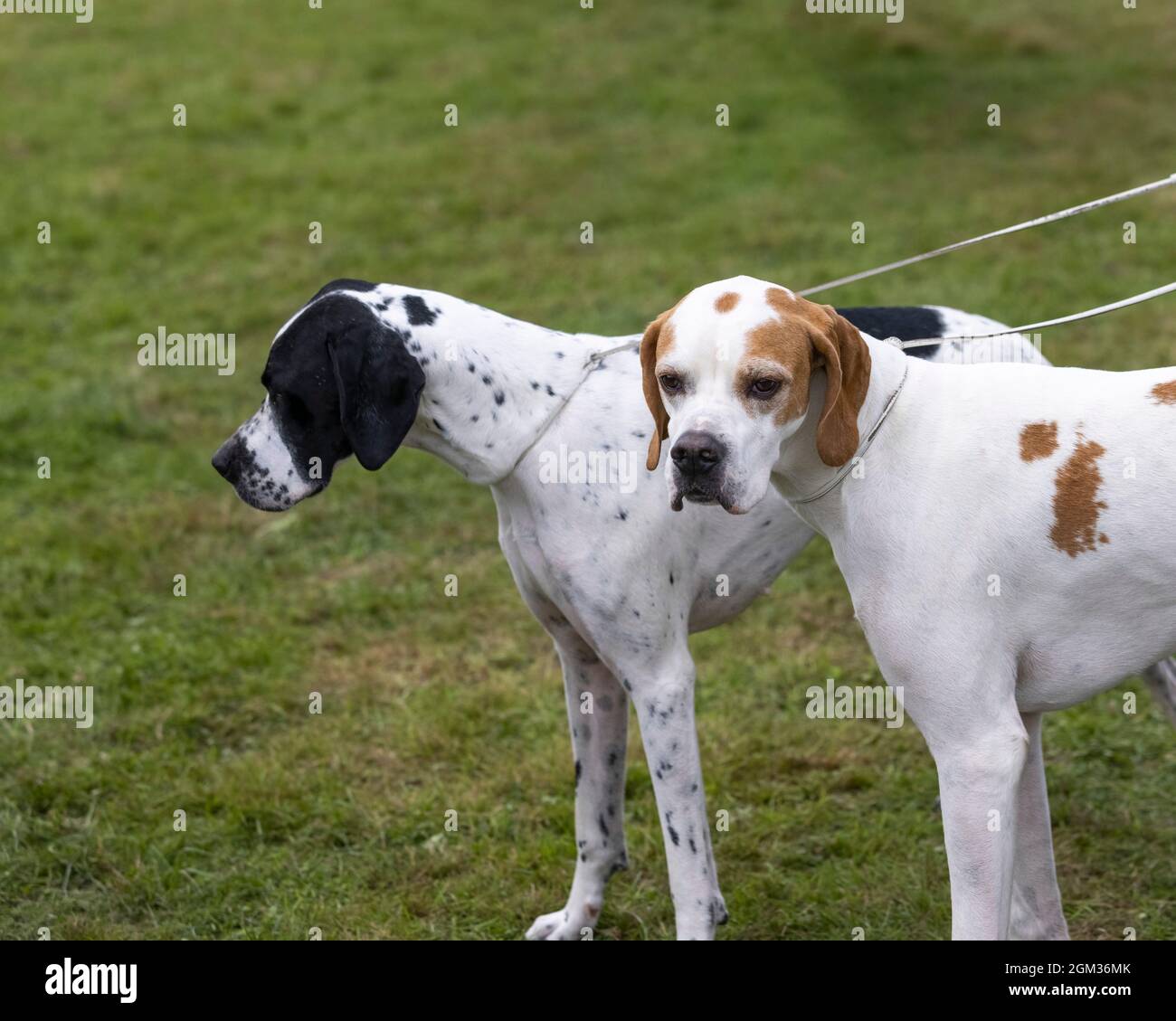 English pointer hires stock photography and images Alamy