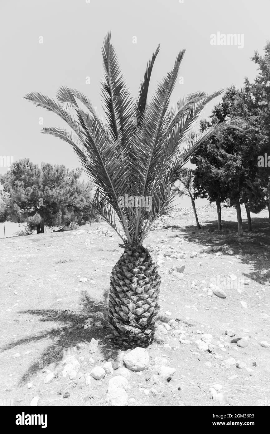 Grayscale shot of growing Date palm Stock Photo