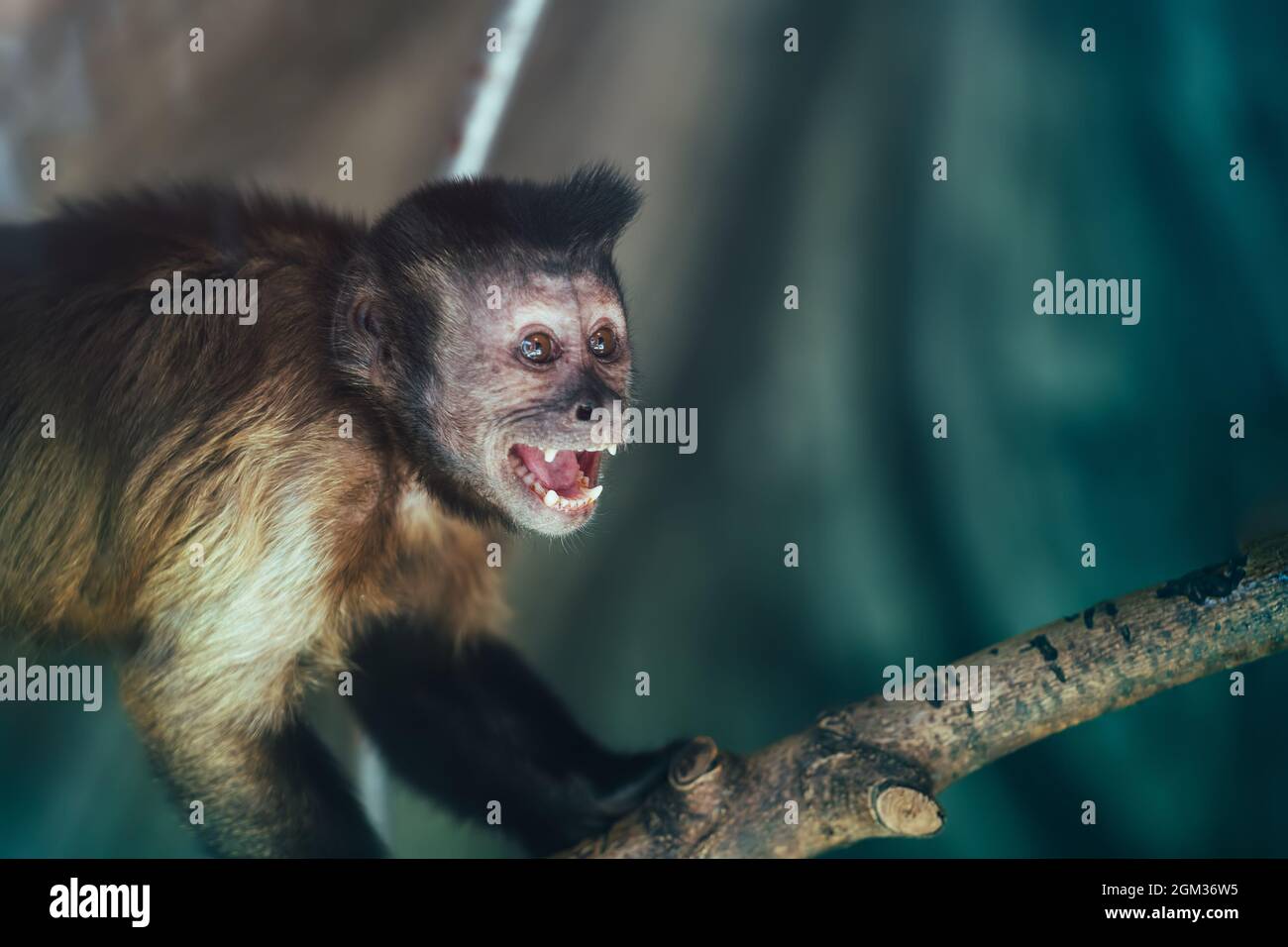 Cute monkey scream or shout. Monkey portrait. Stock Photo