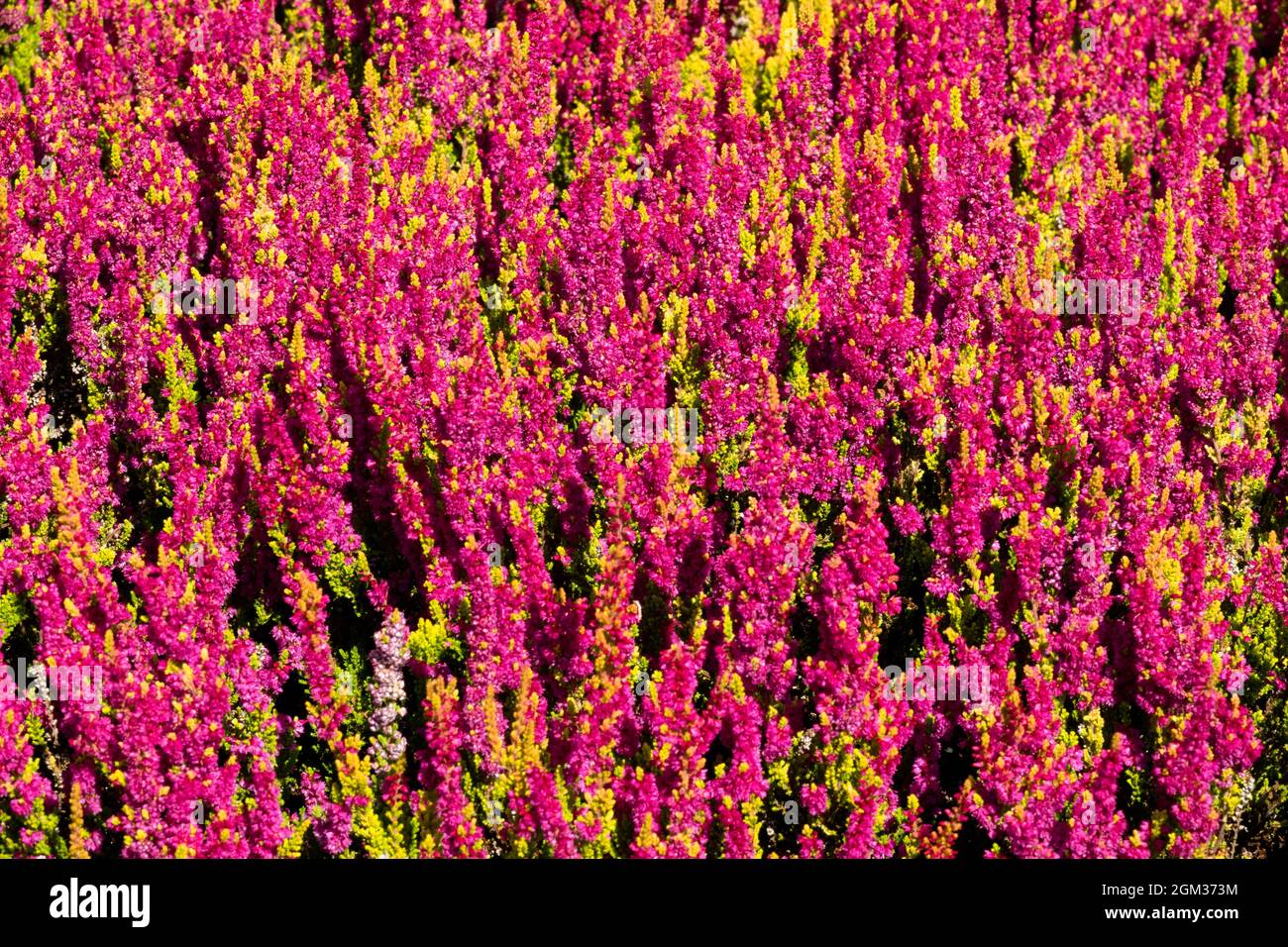 Calluna vulgaris 'Yellow Beauty' Red Heather Texture Pattern Background Stock Photo