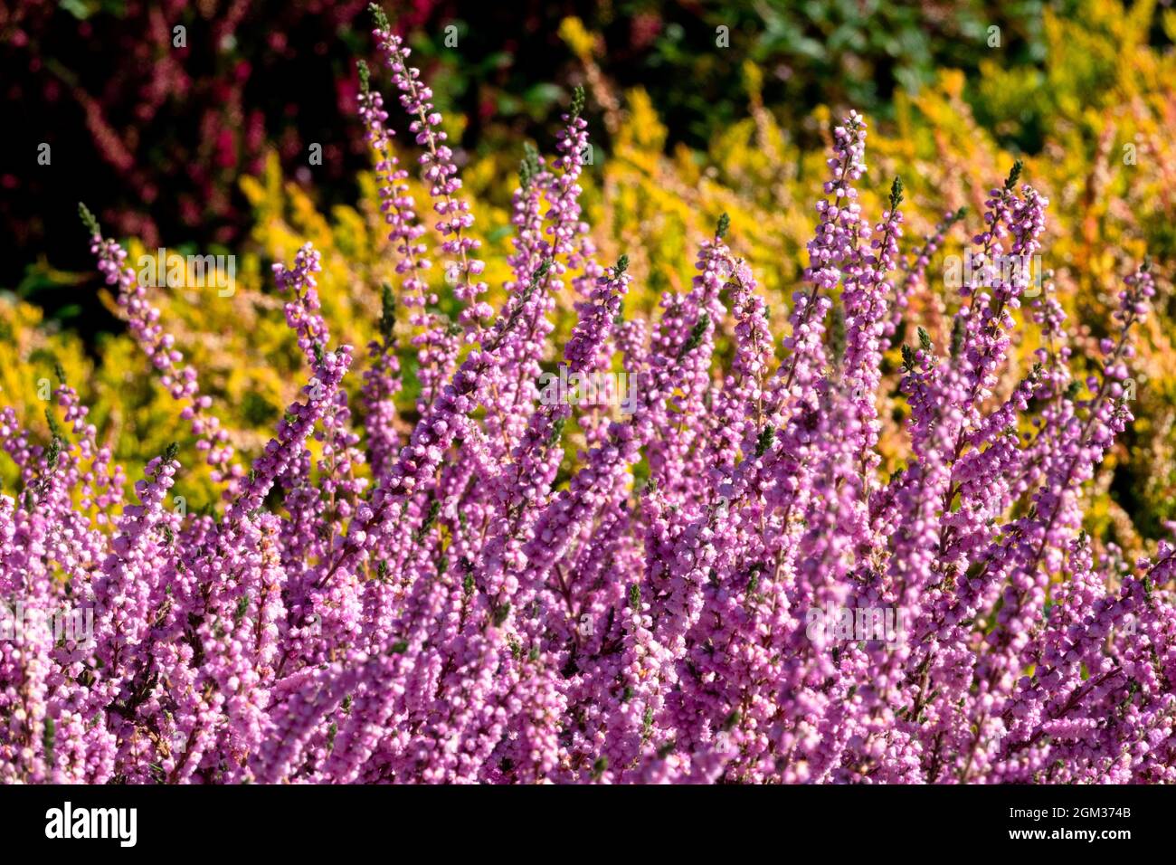 Pink Common Heather Calluna vulgaris 'County Wicklow' early autumn flowers season Stock Photo