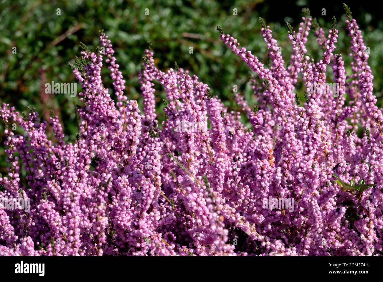 Pink Ling heather Calluna vulgaris flowers 'County Wicklow' Stock Photo