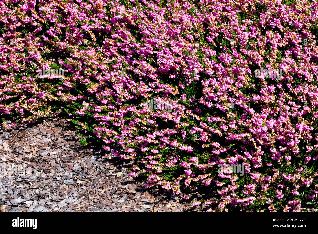 Calluna vulgaris 'Red Favorit' Heather Garden flowers Early Autumn September Stock Photo