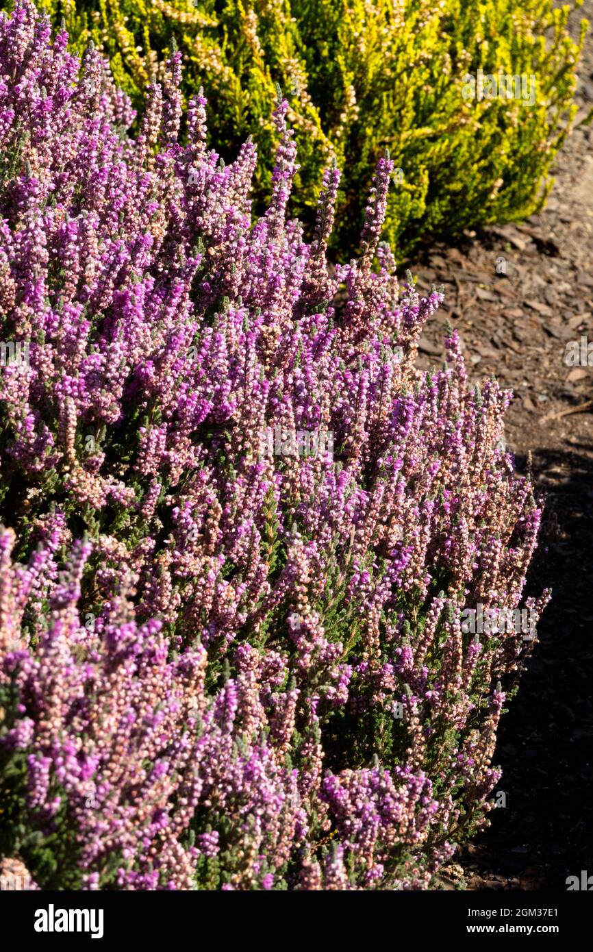 Calluna vulgaris 'Grijsje' Calluna Grijsje, Purple,Early Autumn, Ling, Perennials, Plants Heathers Late summer callunas Stock Photo