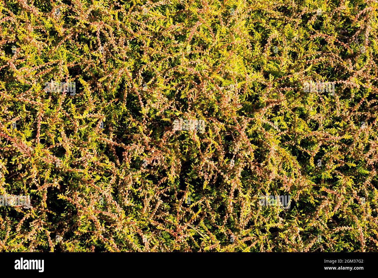 Low growing heather Calluna vulgaris 'Amla' Stock Photo