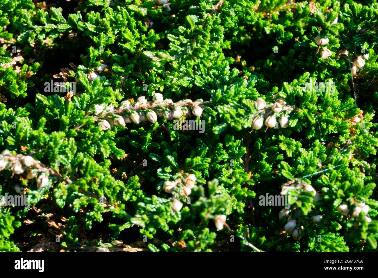 Green Calluna vulgaris 'Clare Carpet' with white flowers Stock Photo