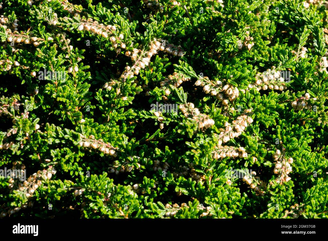 Green Calluna vulgaris 'Clare Carpet' with white flowers Stock Photo