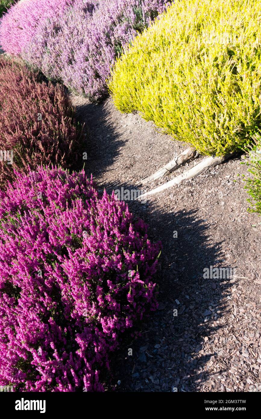 Garden path ornamental heathers Calluna Stock Photo
