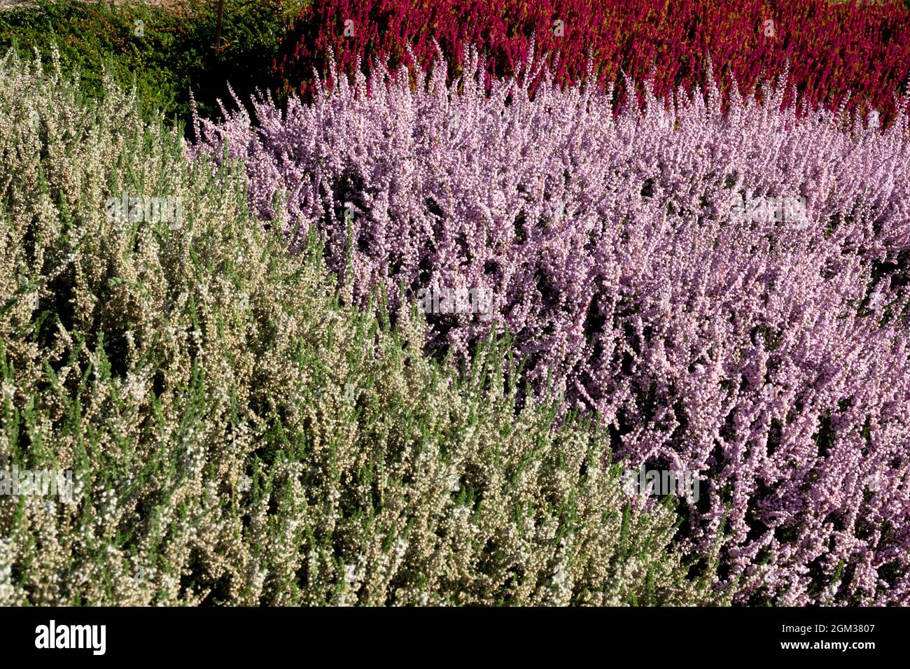 White Pink Calluna vulgaris Autumn heather Mix Flowering Callunas Plants Stock Photo
