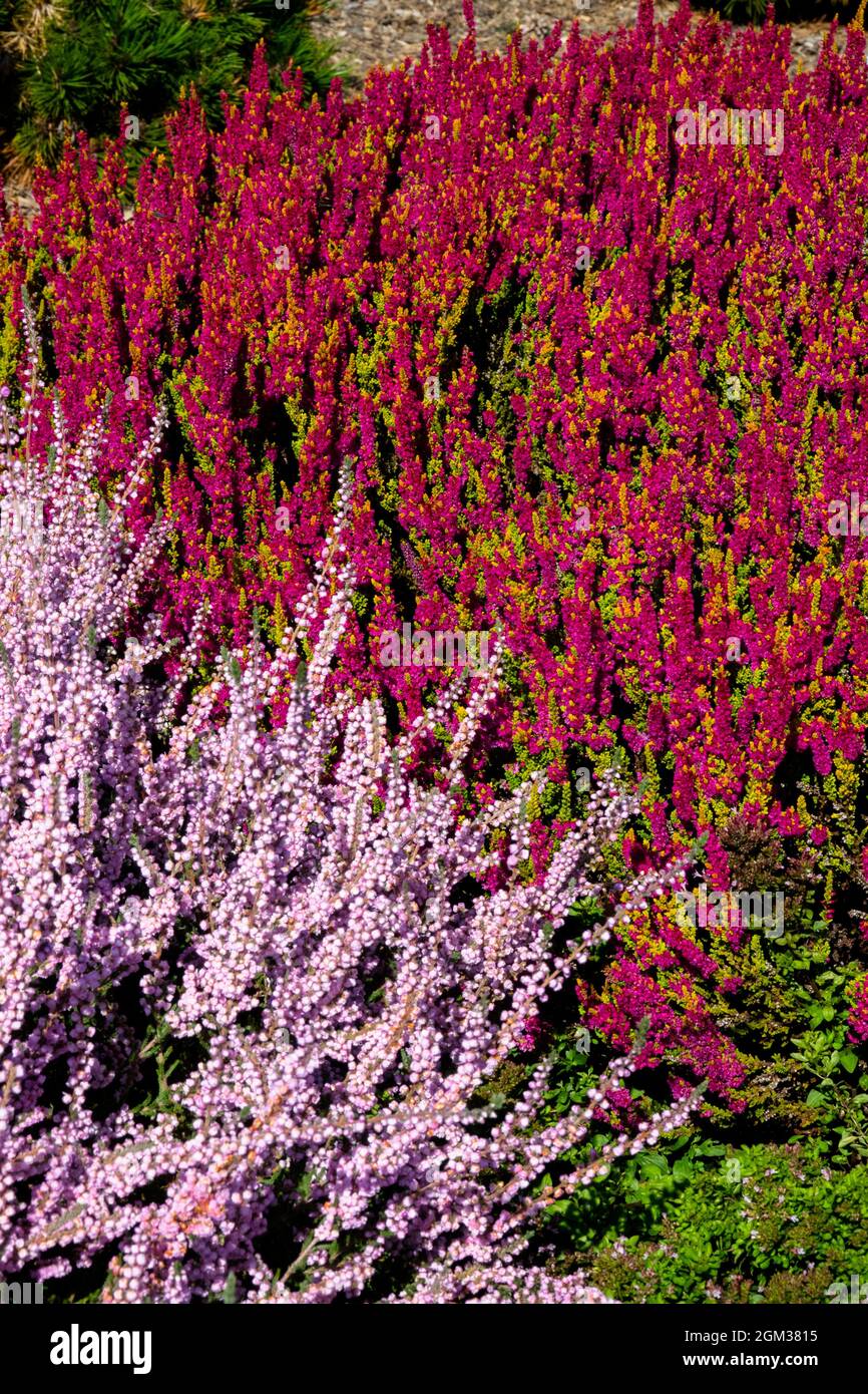 Pink Red Flowering Calluna vulgaris Mix September Flowers Stock Photo