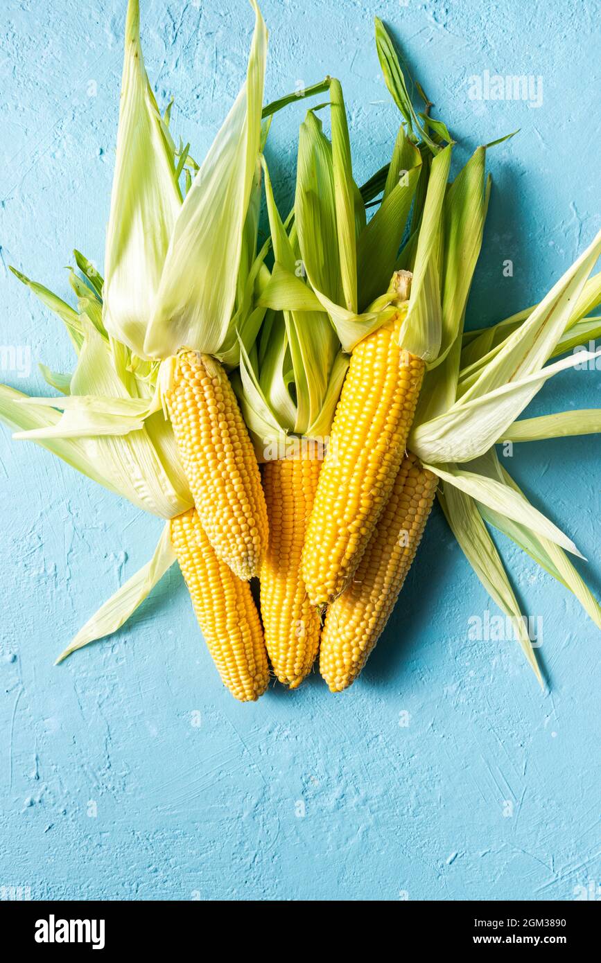 Corncobs or Corn Ears in Husk on Blue Background. Top Down View. Stock Photo