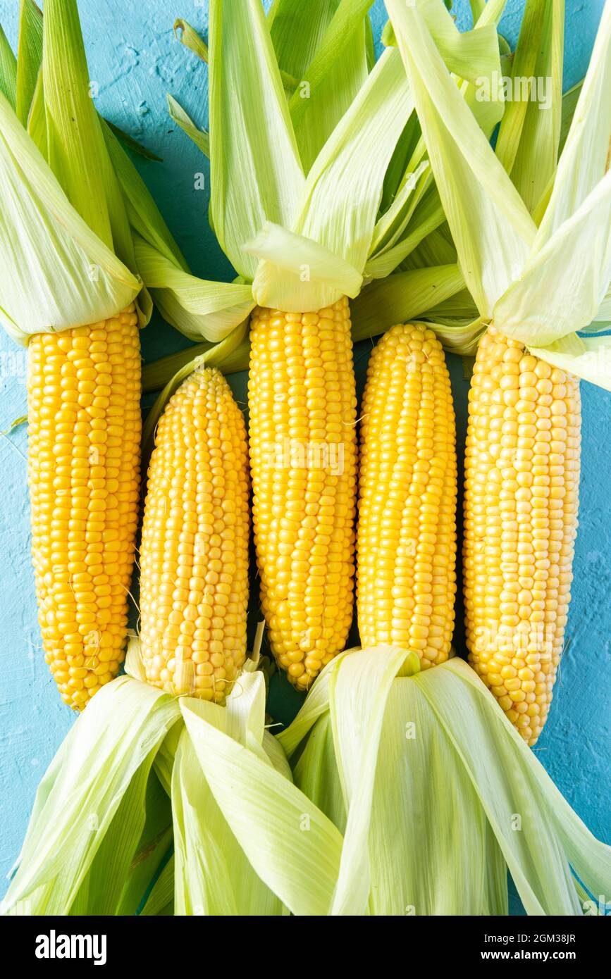 Corncobs or Corn Ears in Husk on Blue Background. Top Down View. Stock Photo
