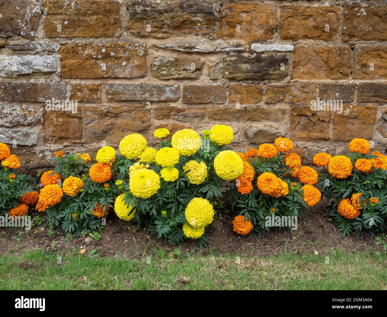 Colourful French marigolds Tagetes patula, growing against a stone wall, Duston, Northamptonshire, UK Stock Photo