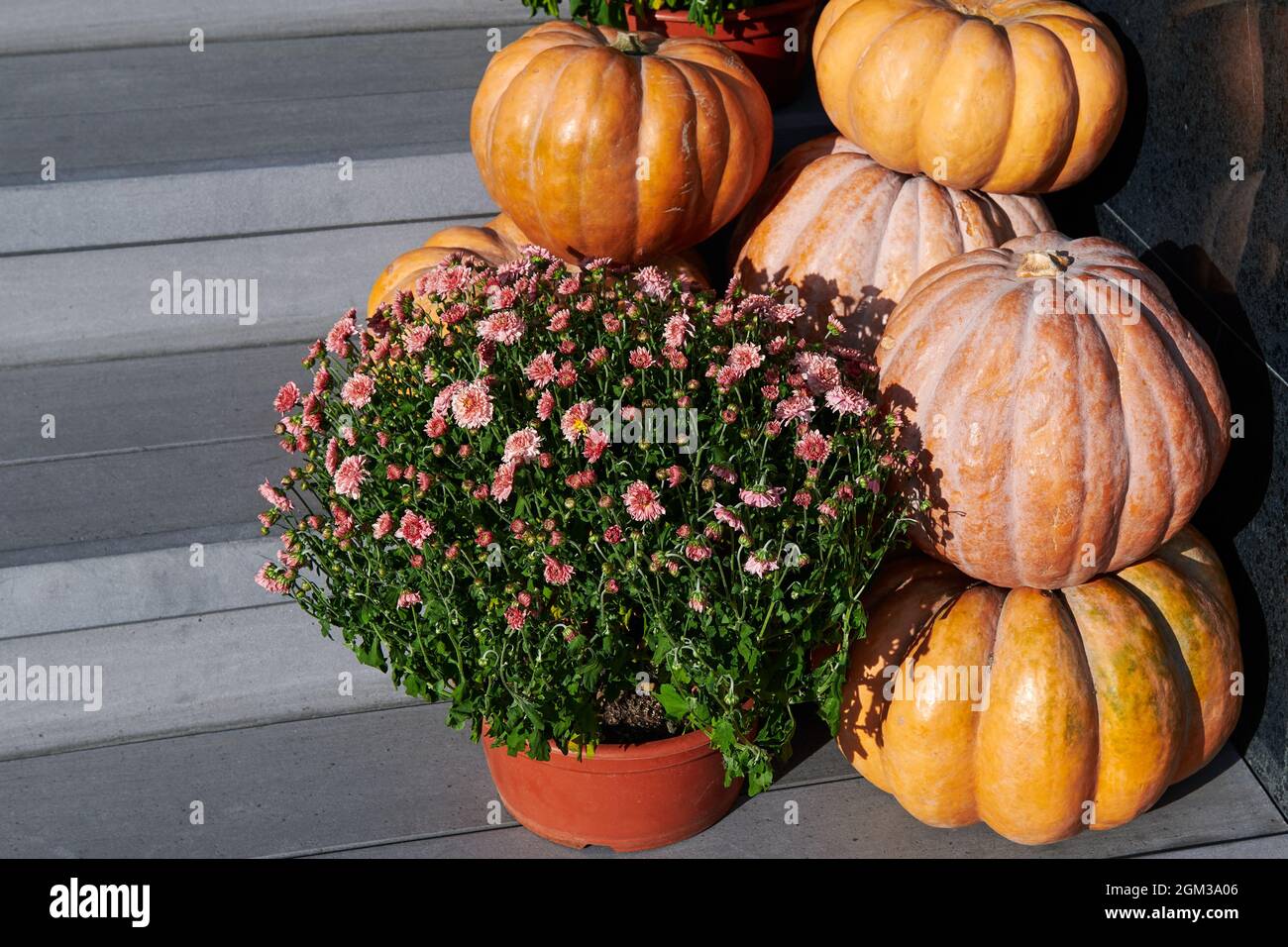 Stack of different pumpkins with flowers near the house. House decoration before Halloween and holidays. Closeup. Stock Photo
