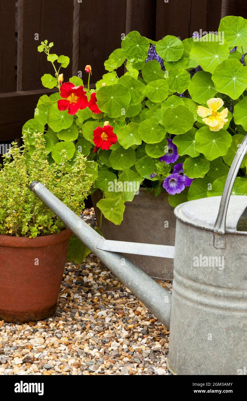 A galvanised watering can, pots and planters Stock Photo