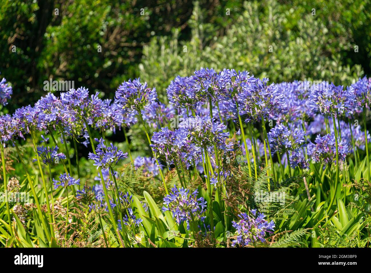 A swathe of agapanthus flowers Stock Photo