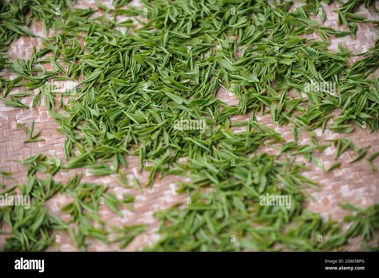 Green ecological agriculture, tea garden tea Stock Photo - Alamy