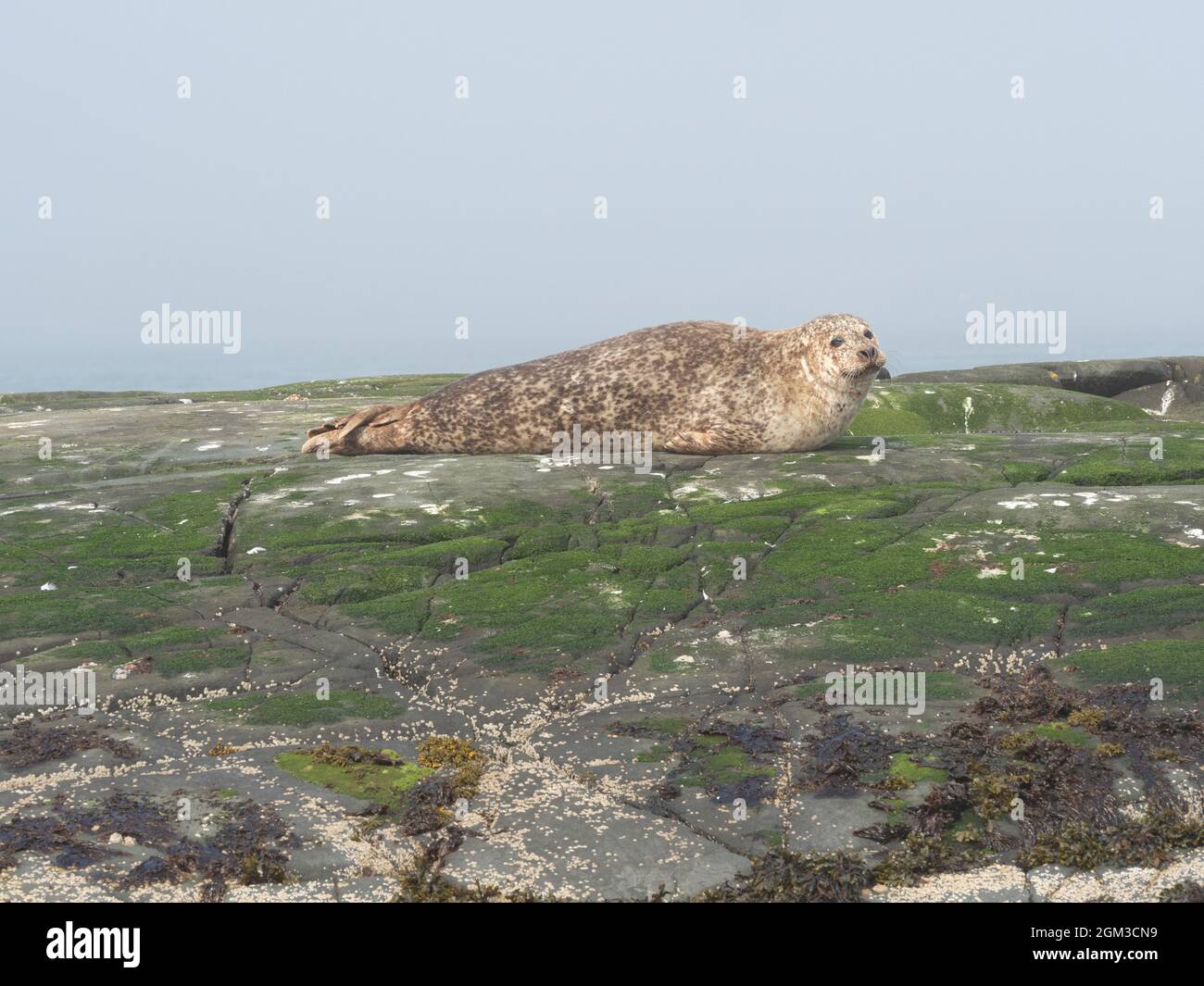 Common seals hauled out on rocks Stock Photo
