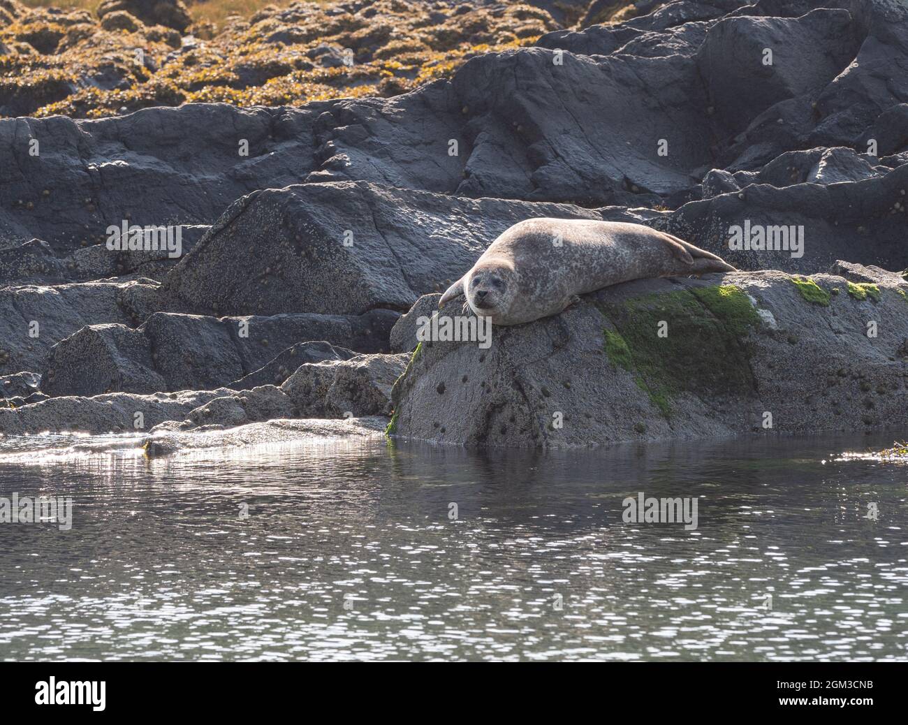 Common seals hauled out on rocks Stock Photo