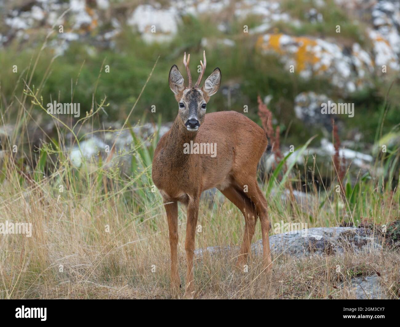 Alert Roe deer staring before flight Stock Photo