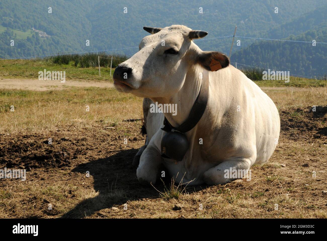 Mucche che si riposano dopo il pascolo e ruminano in valle Po, Piemonte,  nei prati sopra Ostana Stock Photo