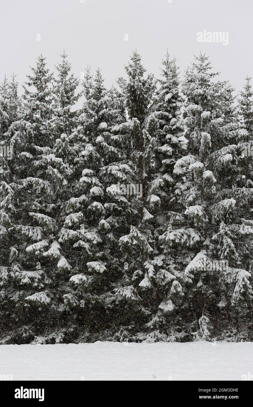 A tall fir tree hedge in a snowy landscape in Sweden Stock Photo