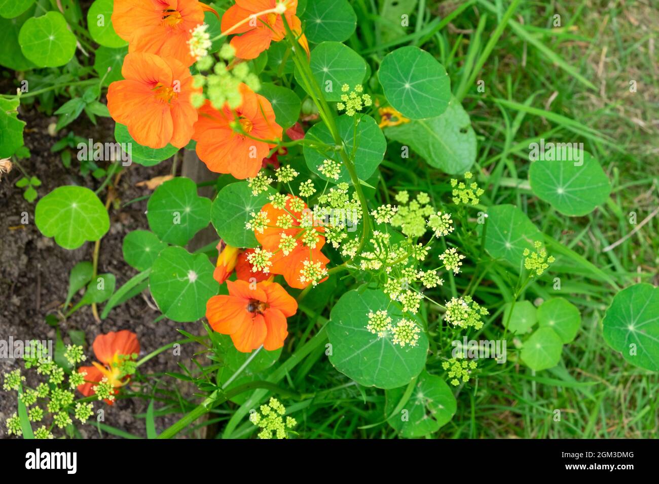 Orange nasturtium flowers nasturtiums growing and parsley plant gone to seeds view from above in September garden Dyfed Wales UK KATHY DEWITT Stock Photo