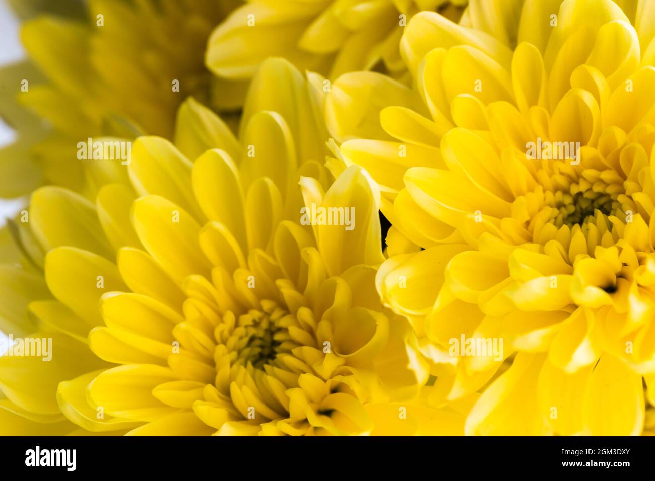 Flower background with amazing yellow chrysanthemums. Stock Photo