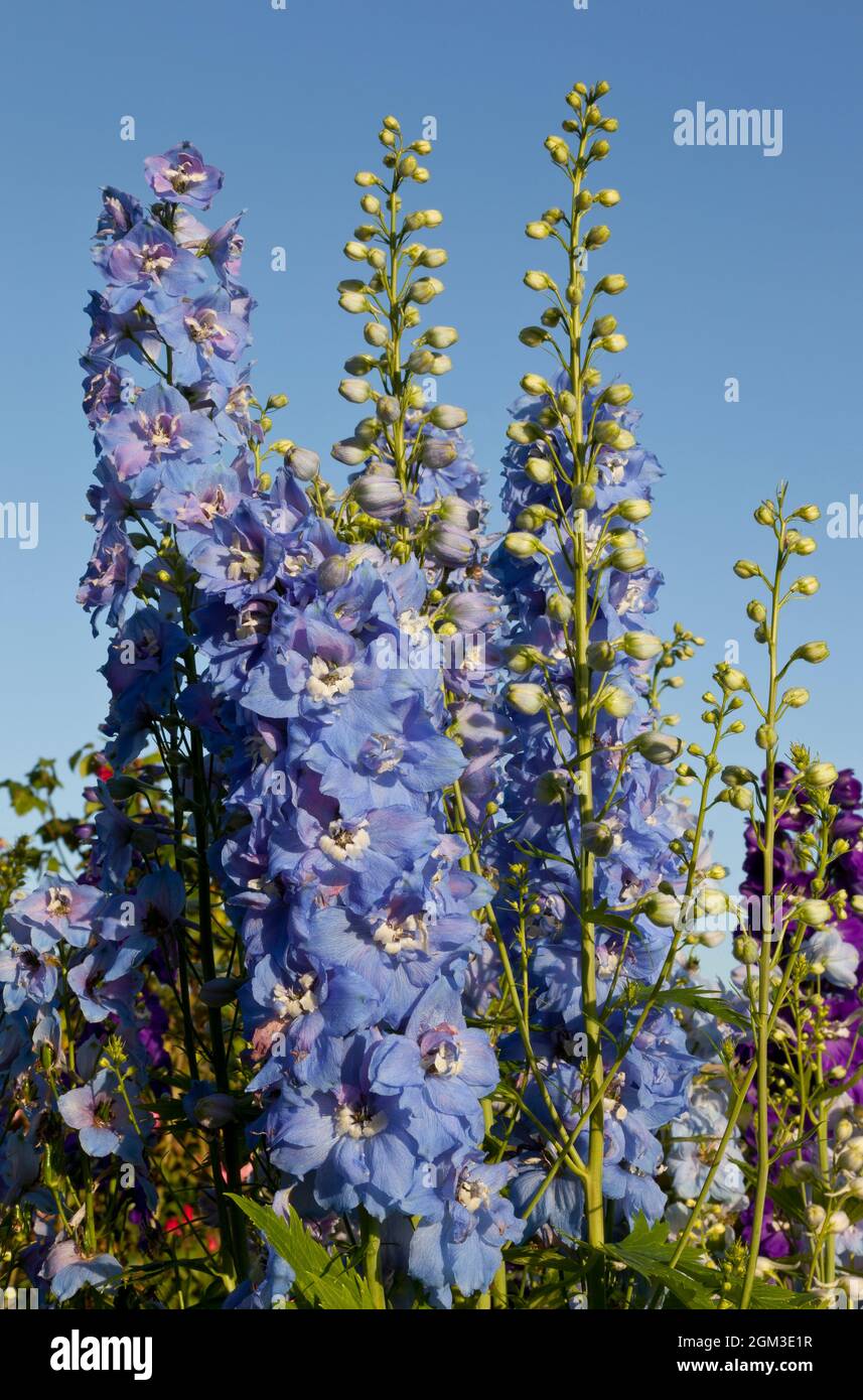 Delphinium spikes with a blue sky background Stock Photo